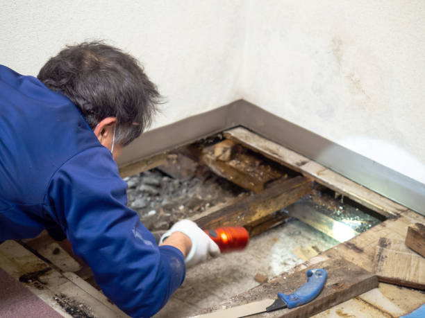 Best Same-Day Mold Removal  in Sun City, AZ