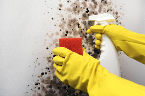 Best Residential Mold Removal  in Sun City, AZ