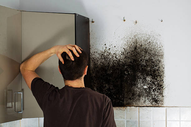 Mold Testing and Removal in Sun City, AZ