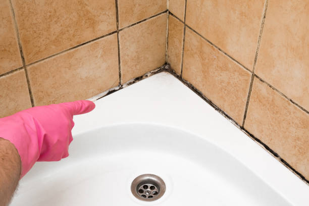 Best Mold Damage Repair  in Sun City, AZ